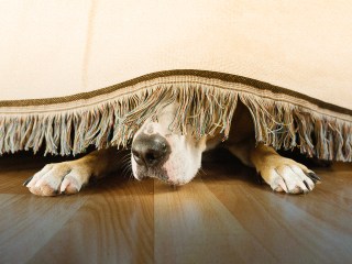 a dog hiding under a bed because it is feeling insecure