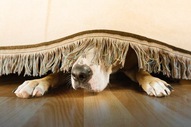 a dog hiding under a bed because it is feeling insecure