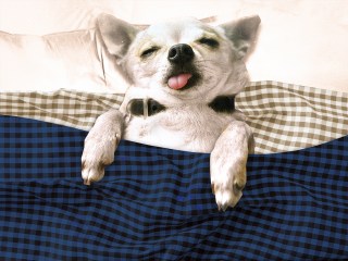 A dog sleeping in bed with its tongue out indicating they sleep so much