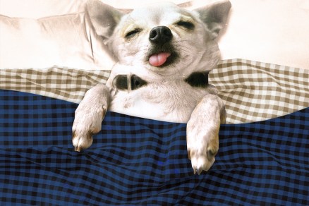 A dog sleeping in bed with its tongue out indicating they sleep so much