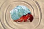 hermit crab symbolizing self isolation