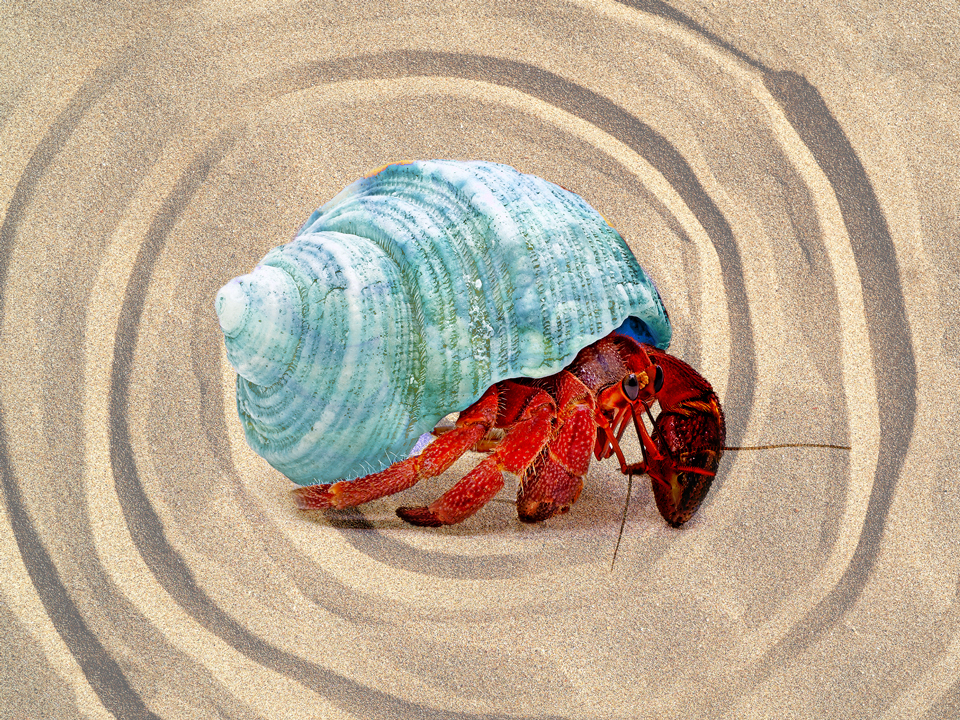 hermit crab symbolizing self isolation