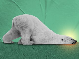 A polar bear looking like he thinks life sucks