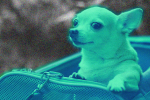 A chihuahua looking scared, which symbolizes relationship anxiety