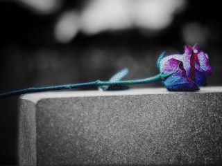 Flower over a gravestone to represent someone losing a parent