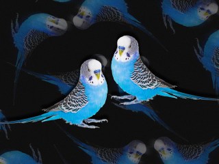 two blue parakeets body doubling