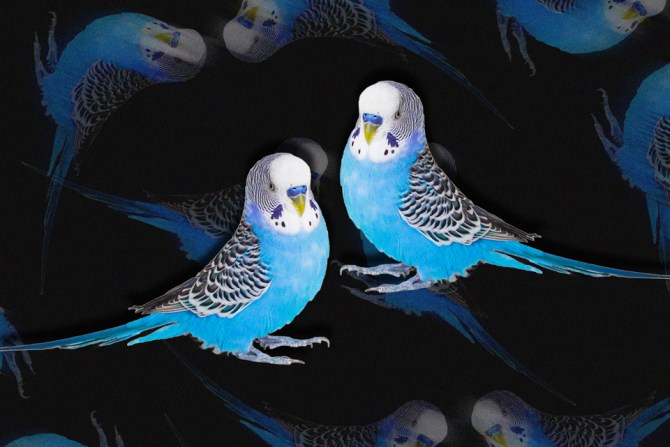 two blue parakeets body doubling