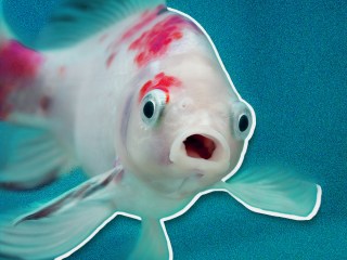 Fish with surprised eyes and an open mouth