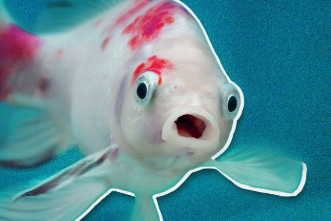 Fish with surprised eyes and an open mouth